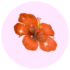 Flor
