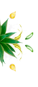 Aloe y vitamina e