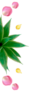 Aloe y vitamina e