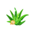 Aloe y vitamina e