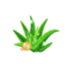 Aloe y vitamina e